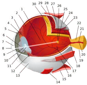 العين البشرية